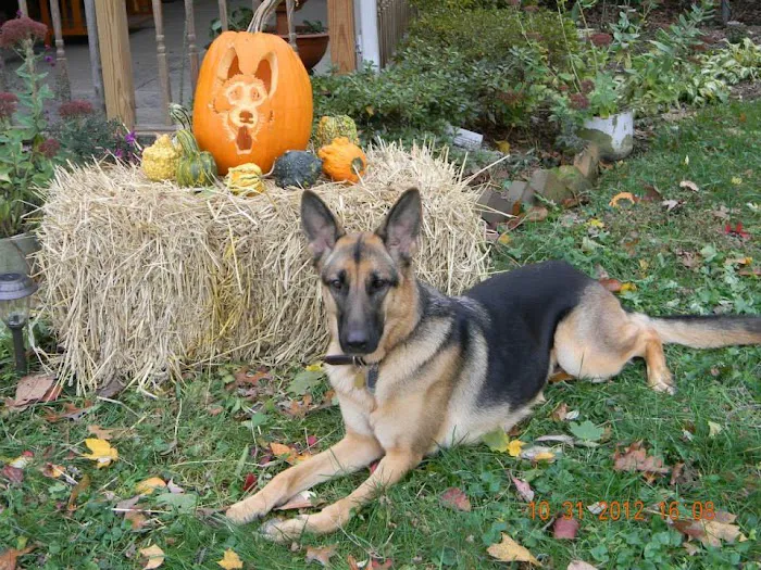 GGC Healthy Paws Picture 6