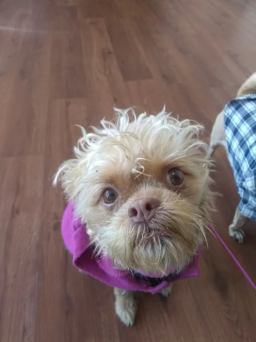 Pico Veterinary Clinic San Clemente Picture 1