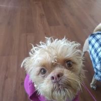 Pico Veterinary Clinic San Clemente ico