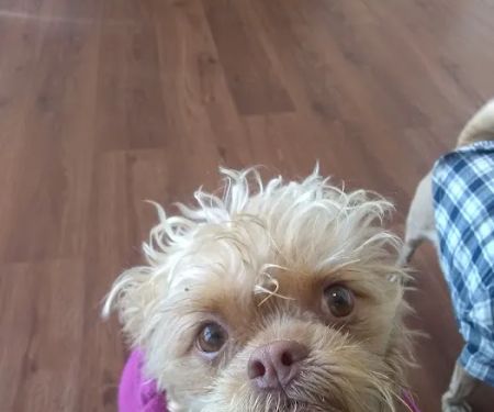 Pico Veterinary Clinic San Clemente