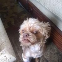 Avenida Animal Hospital ico
