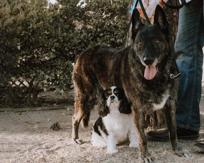 Talega Animal Hospital Picture 5