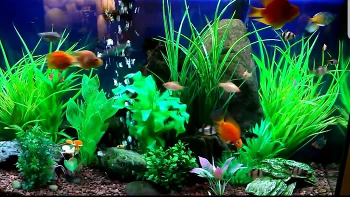 Majestic Aquatics Picture 1