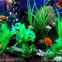 Majestic Aquatics ico
