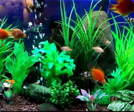 Majestic Aquatics