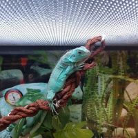 Petco ico