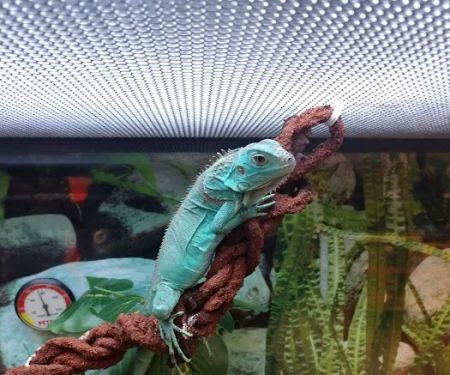 Petco