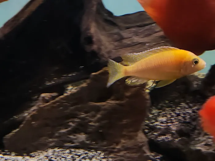 Bucks County Cichlids Picture 1