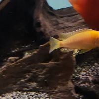 Bucks County Cichlids ico