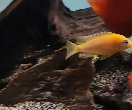 Bucks County Cichlids