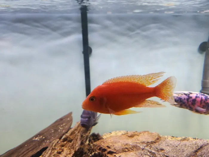 Bucks County Cichlids Picture 2