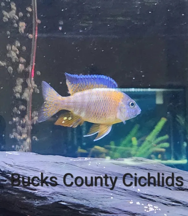 Bucks County Cichlids Picture 8
