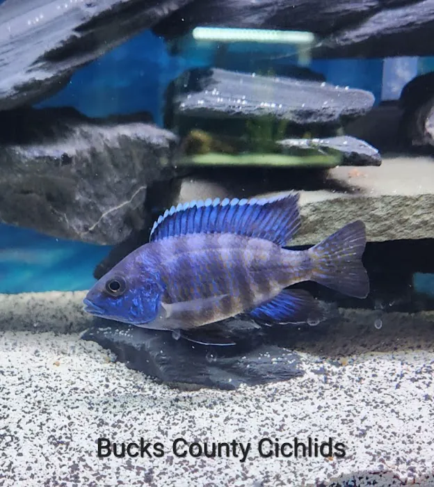 Bucks County Cichlids Picture 4