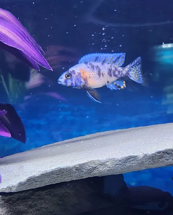 Bucks County Cichlids Picture 6