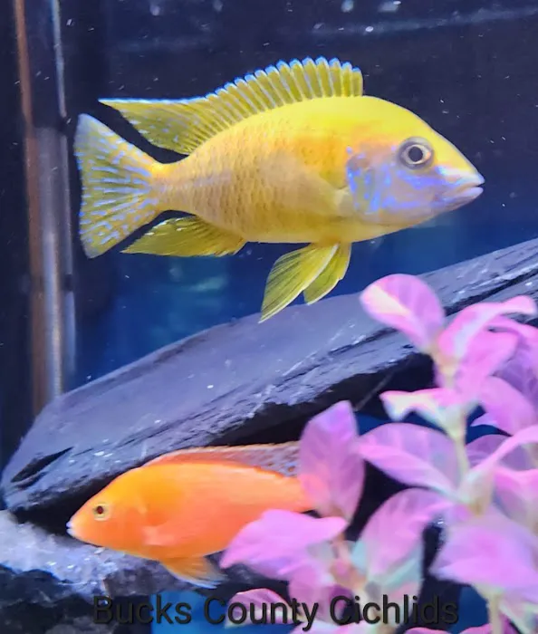 Bucks County Cichlids Picture 5