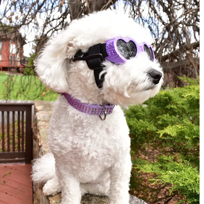 Sassy Dog Fashions Picture 10