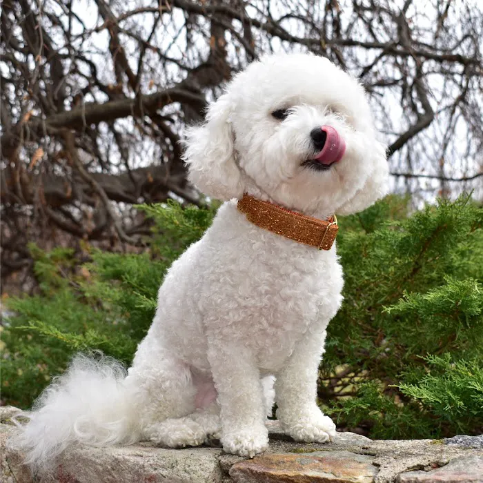 Sassy Dog Fashions Picture 7