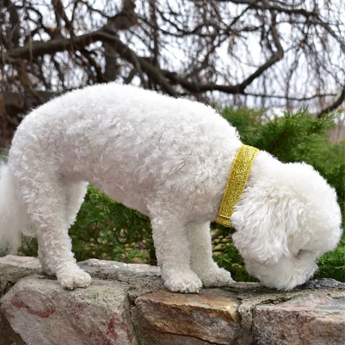 Sassy Dog Fashions Picture 8