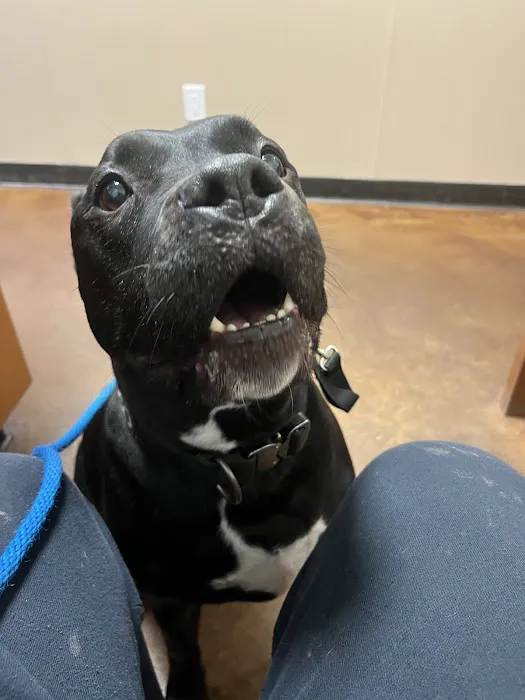 Camino Veterinary Hospital Picture 2