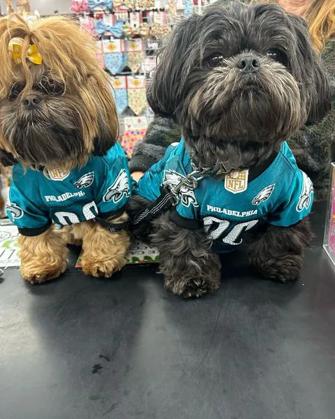 Dogs & Cats Rule Picture 7