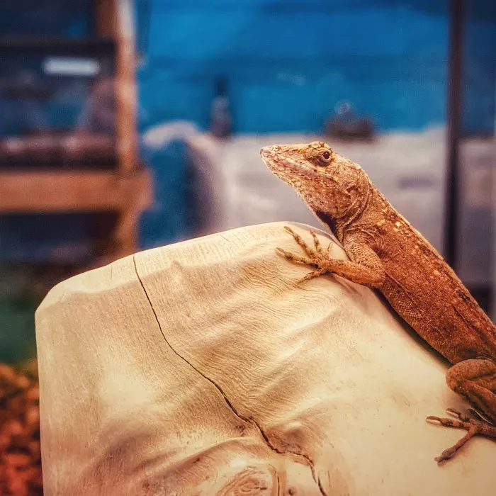 Pets Plus - Fairless Hills Picture 8