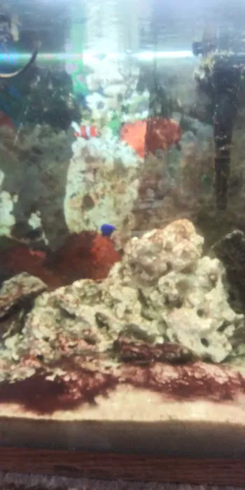 Cage-N-Tank Picture 8