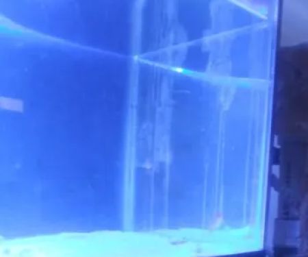 Cage-N-Tank