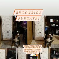 Brookside Pups ico