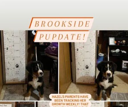 Brookside Pups