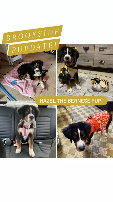Brookside Pups Picture 7