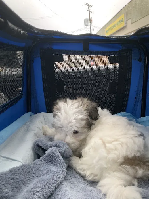 Brookside Pups Picture 4