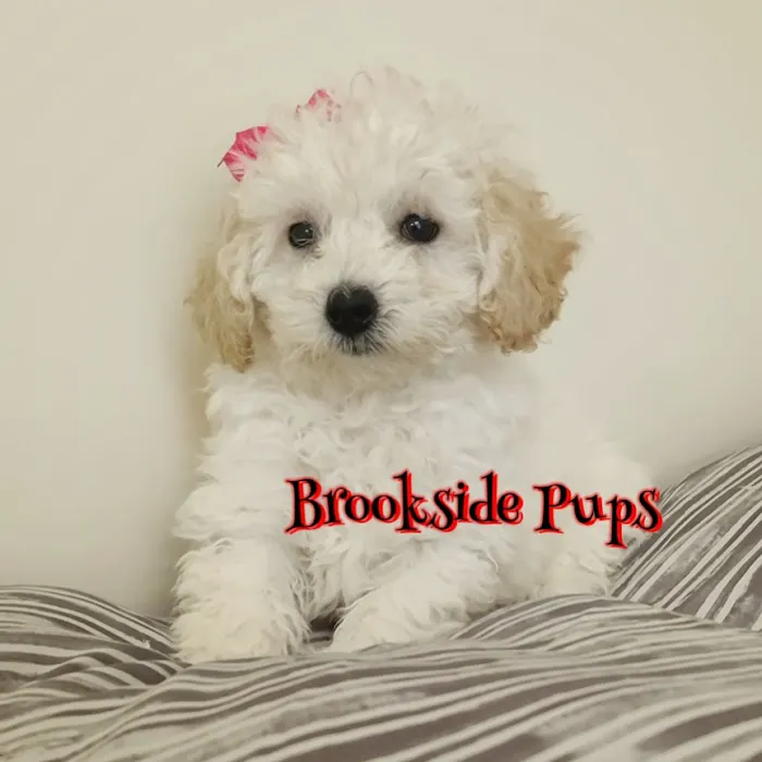 Brookside Pups Picture 6