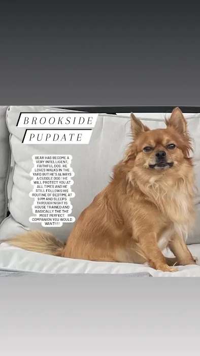 Brookside Pups Picture 9