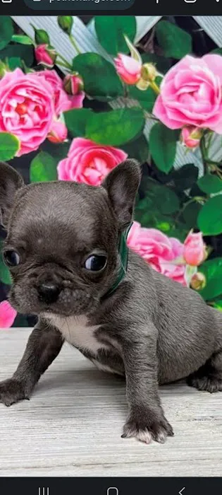 Petables Puppy Boutique Picture 2
