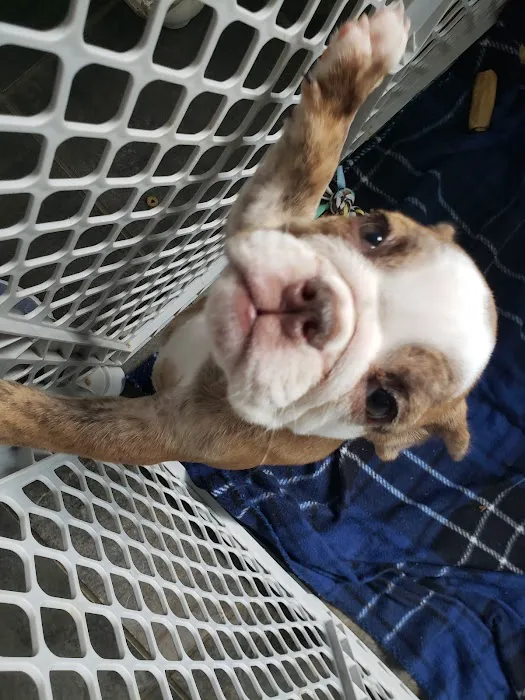 Petables Puppy Boutique Picture 3