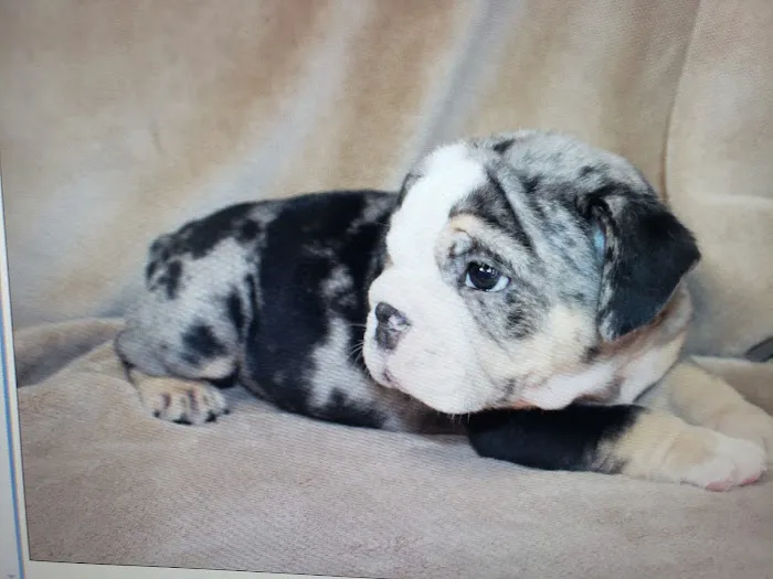 Petables Puppy Boutique Picture 9