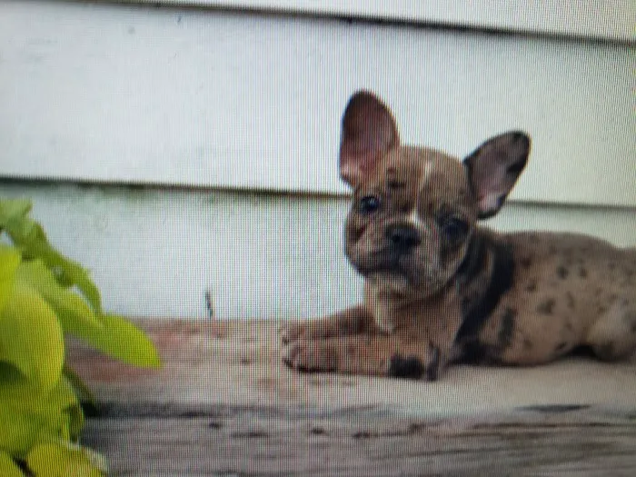 Petables Puppy Boutique Picture 7