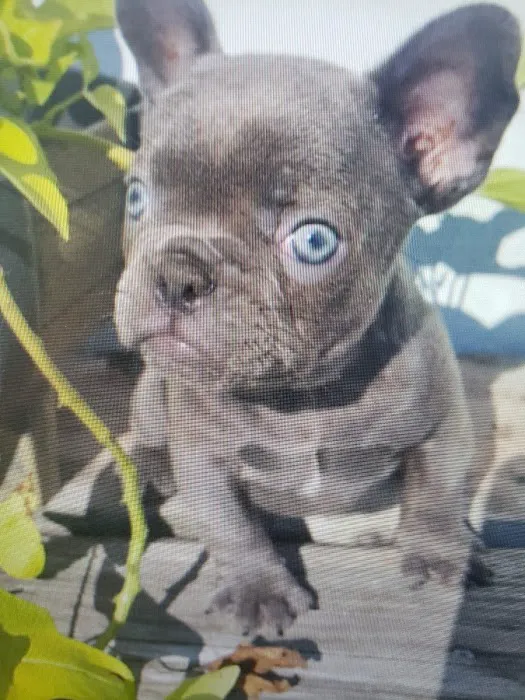 Petables Puppy Boutique Picture 8