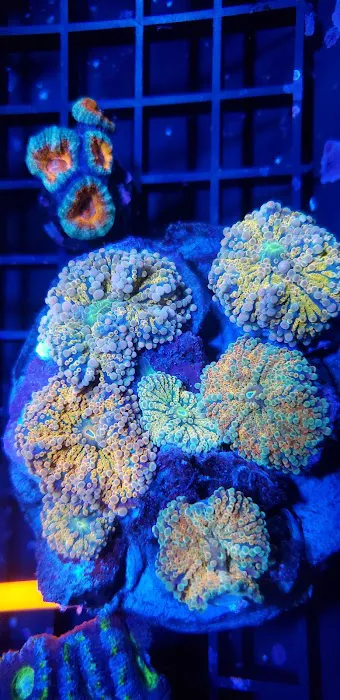 Coveys Coral Cove Picture 7