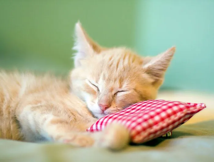 Banfield Huntington Veterinary Hospital Picture 4