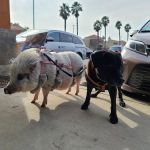 Healthy Paws Veterinary Care