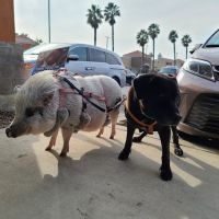 Healthy Paws Veterinary Care ico