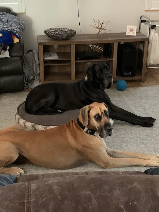 Healthy Paws Veterinary Care Picture 9