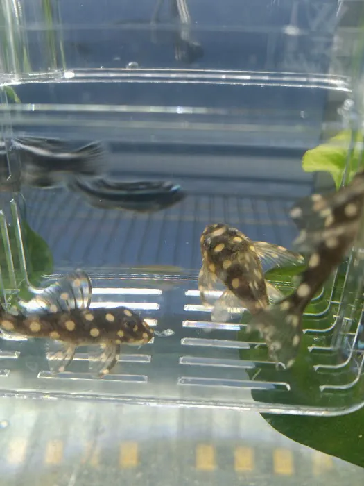 The Reptile Depot Picture 8