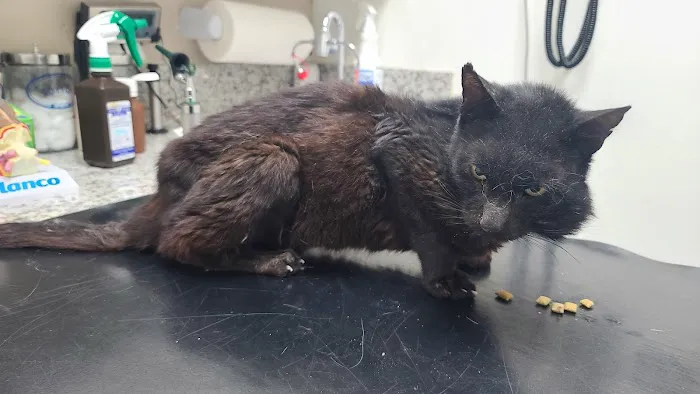 Adams Animal Hospital Picture 2