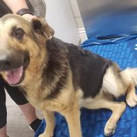 Adams Animal Hospital ico