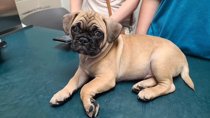 Adams Animal Hospital Picture 3