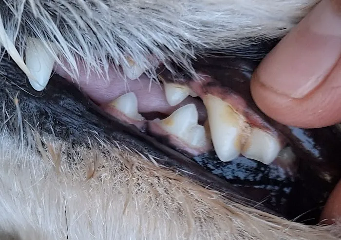 Adams Animal Hospital Picture 4