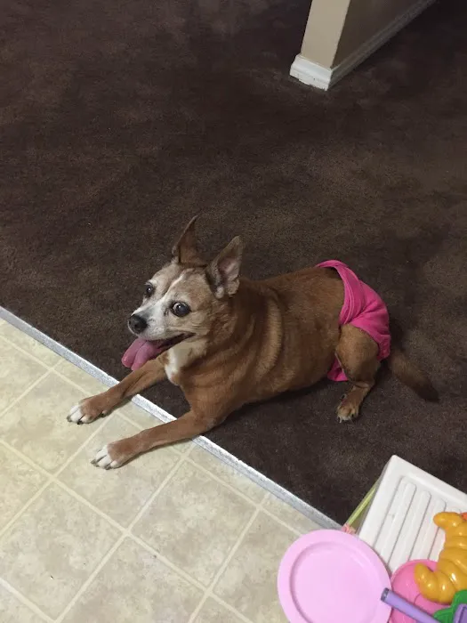 Walnut Valley Animal Hospital Picture 2