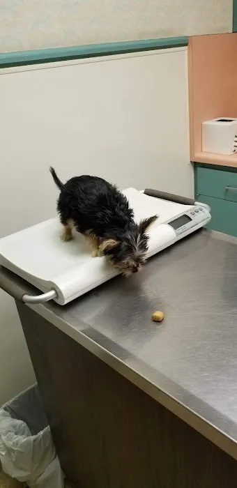 Walnut Valley Animal Hospital Picture 1